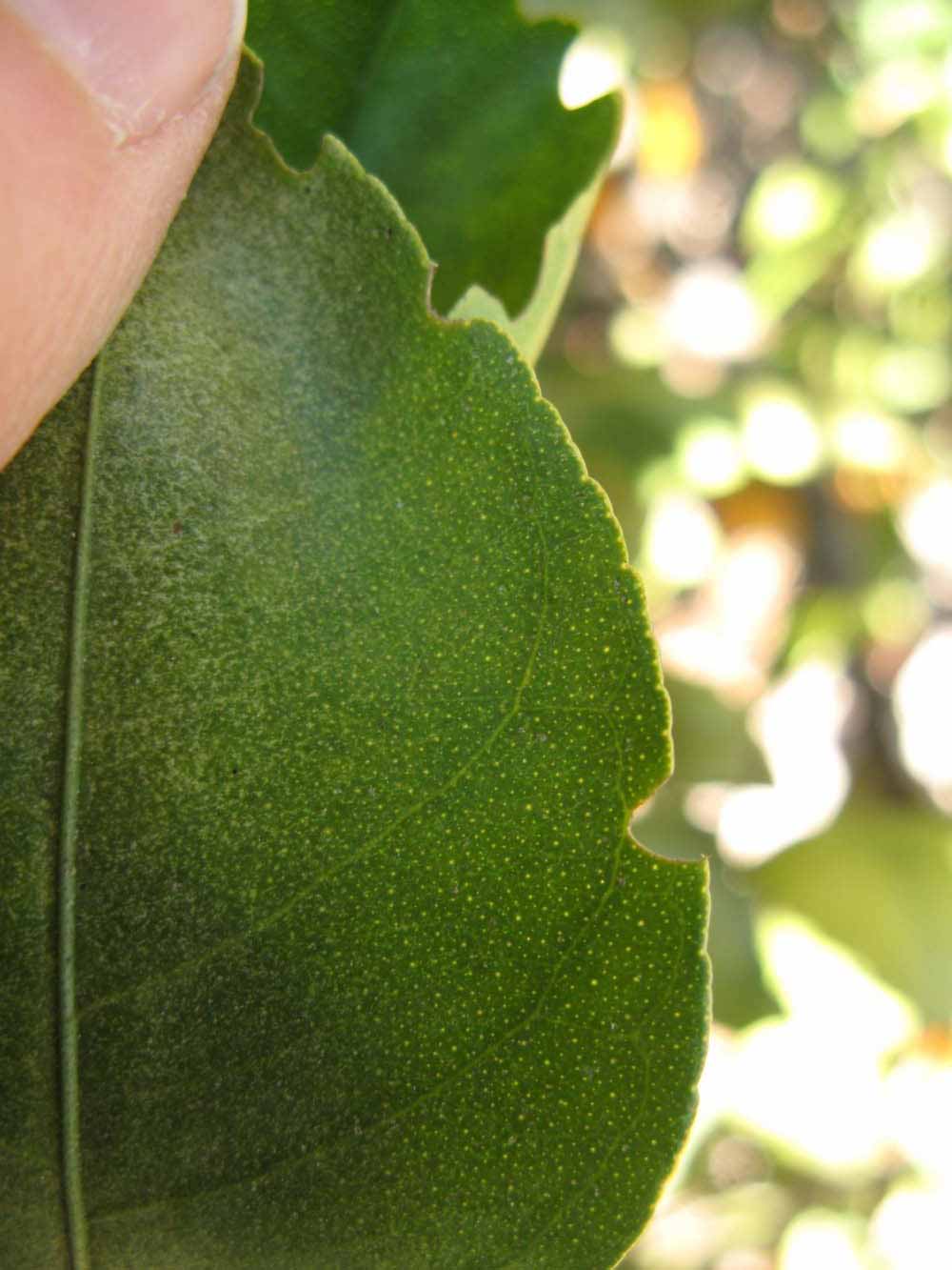              Margin (Winter Haven, FL)       